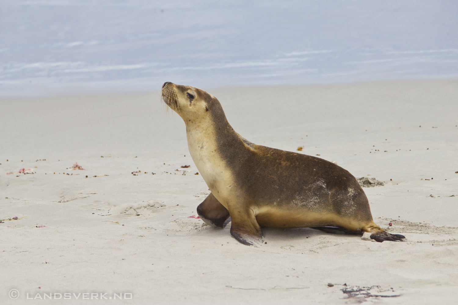 Seal Bay, Kangaroo Island. 

(Canon EOS 550D / Sigma 70-200mm F2.8 OS)