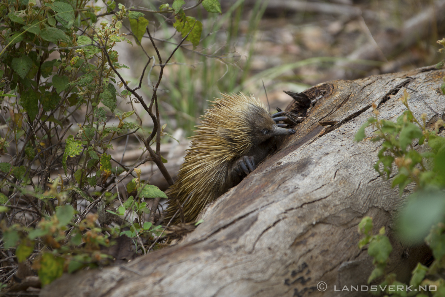 Wild echidna, Kangaroo Island. 

(Canon EOS 550D / Sigma 70-200mm F2.8 OS)