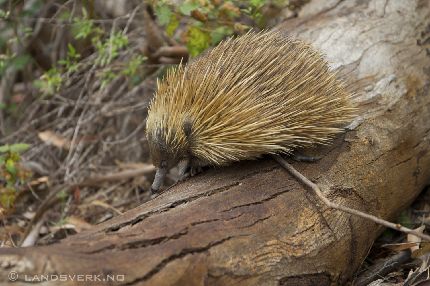 Wild echidna, Kangaroo Island. 

(Canon EOS 550D / Sigma 70-200mm F2.8 OS)