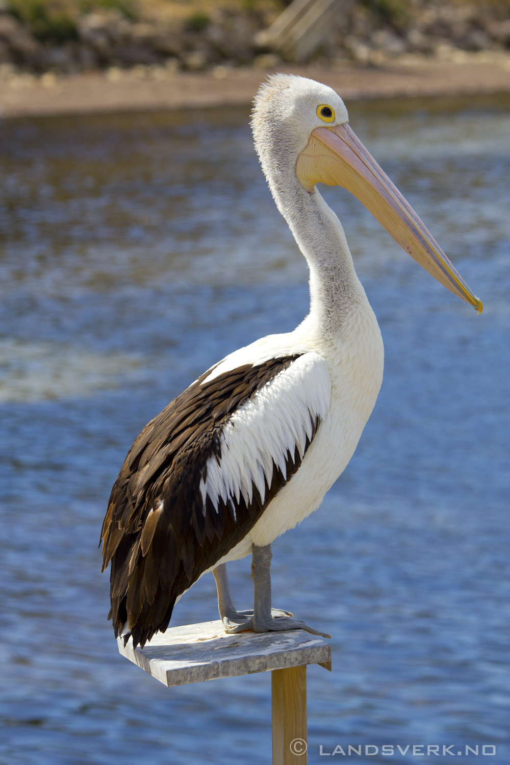 Wild pelican, Kangaroo Island. 

(Canon EOS 550D / Sigma 70-200mm F2.8 OS)