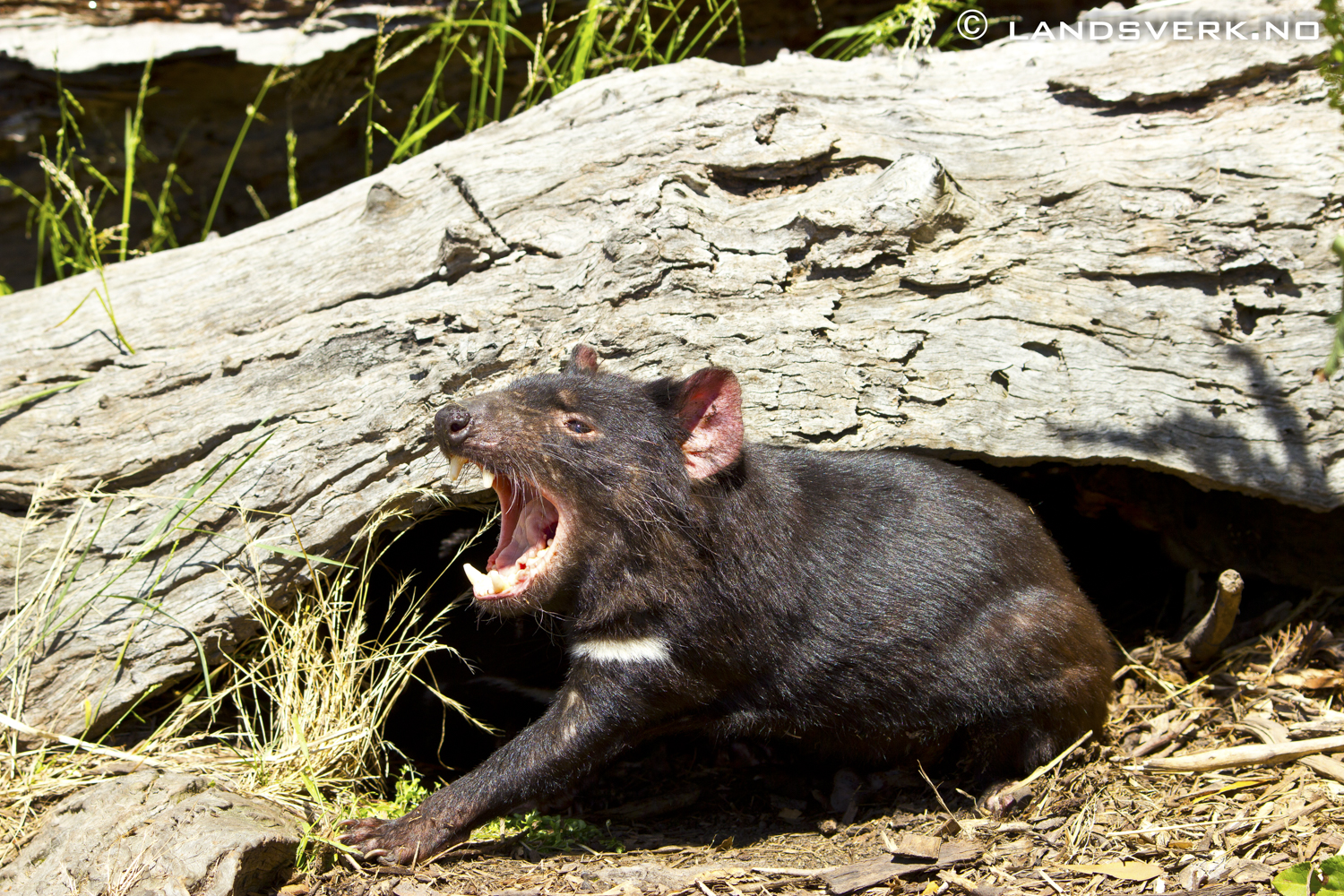 Tazmanian Devil. 

(Canon EOS 550D / Sigma 70-200mm F2.8 OS)