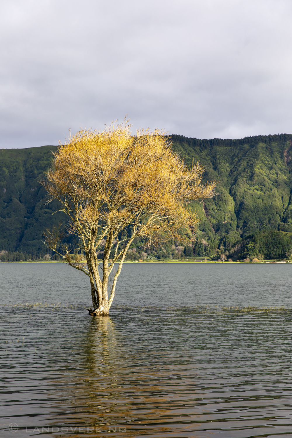 Lagoa Azul, Sete Cidades. São Miguel, Azores. (Canon EOS 5D Mark IV / Canon EF 24-70mm f/2.8 L II USM)