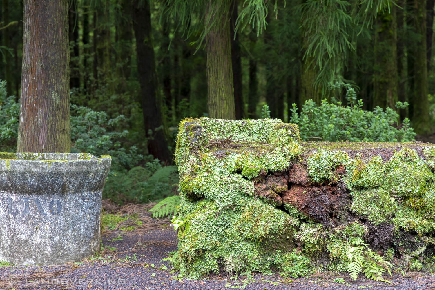 On the way to Miradouro da Boca do Inferno. São Miguel, Azores. (Canon EOS 5D Mark IV / Canon EF 24-70mm f/2.8 L II USM)