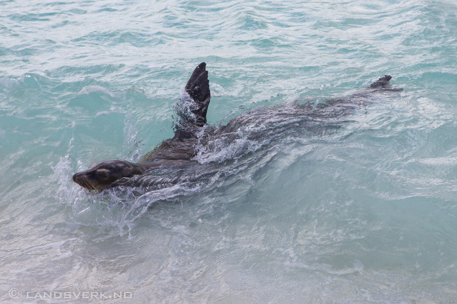 Wild Sea Lion surfing the waves! Gardner Bay, Isla Espanola, Galapagos. 

(Canon EOS 5D Mark III / Canon EF 24-70mm f/2.8 L USM)