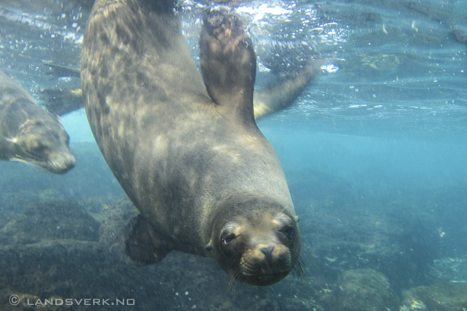 Swimming with wild sea lions, Islas Plaza, Isla Santa Cruz, Galapagos. Everyone tried to snatch my camera. This one finally understood that I wanted to take a picture, and stopped to pose a little bit. 

(Canon IXUS 970IS / DiCaPac WP-310)