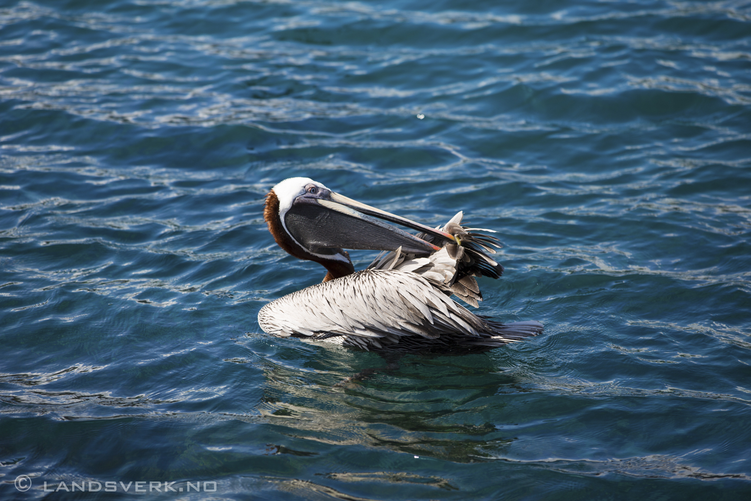 Wild Pelican, Isla Lobos, San Cristobal, Galapagos. 

(Canon EOS 5D Mark III / Canon EF 70-200mm f/2.8 L IS II USM)