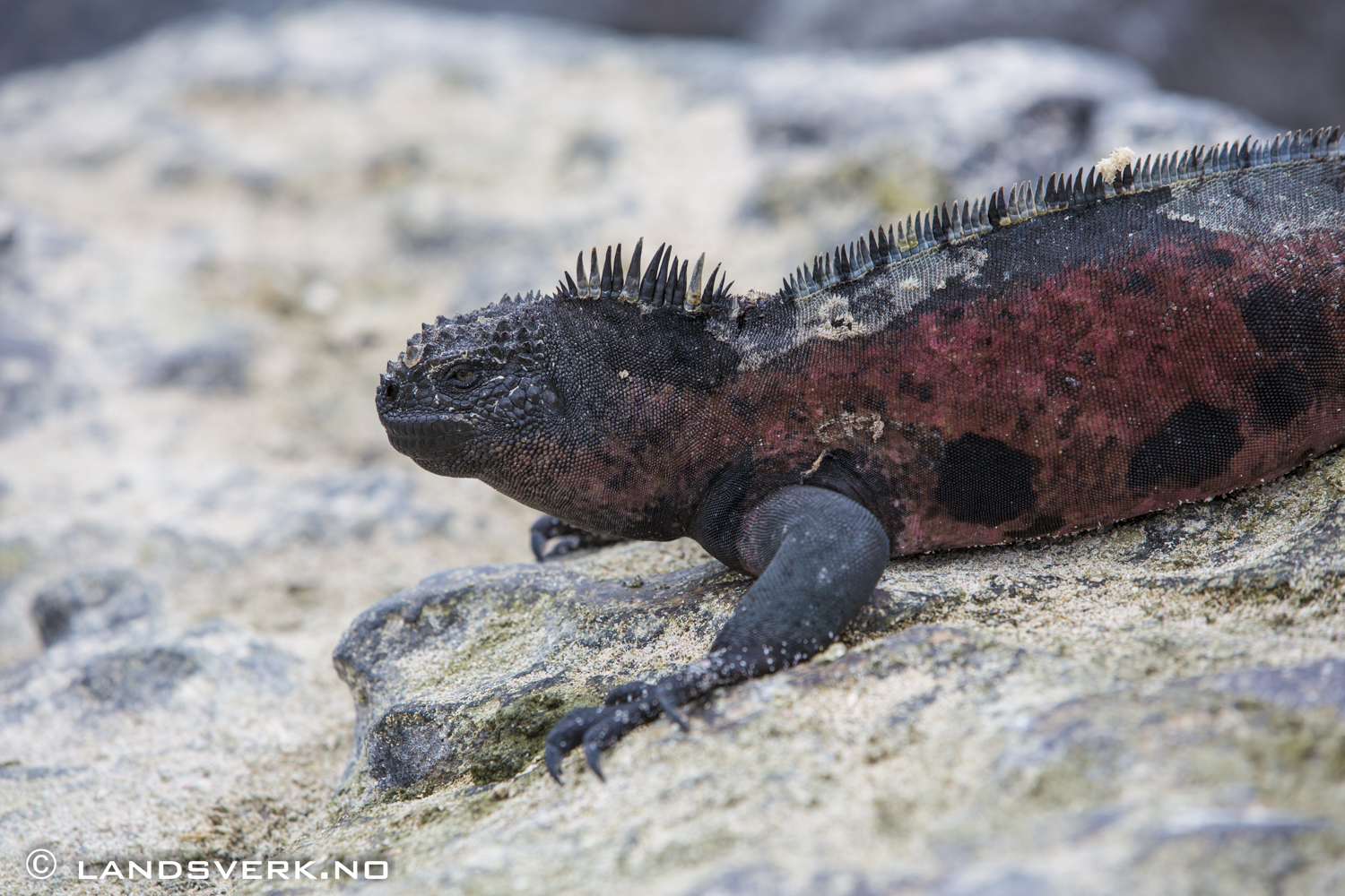 Wild Iguana, Punta Suarez, Isla Espanola, Galapagos. 

(Canon EOS 5D Mark III / Canon EF 70-200mm f/2.8 L IS II USM)