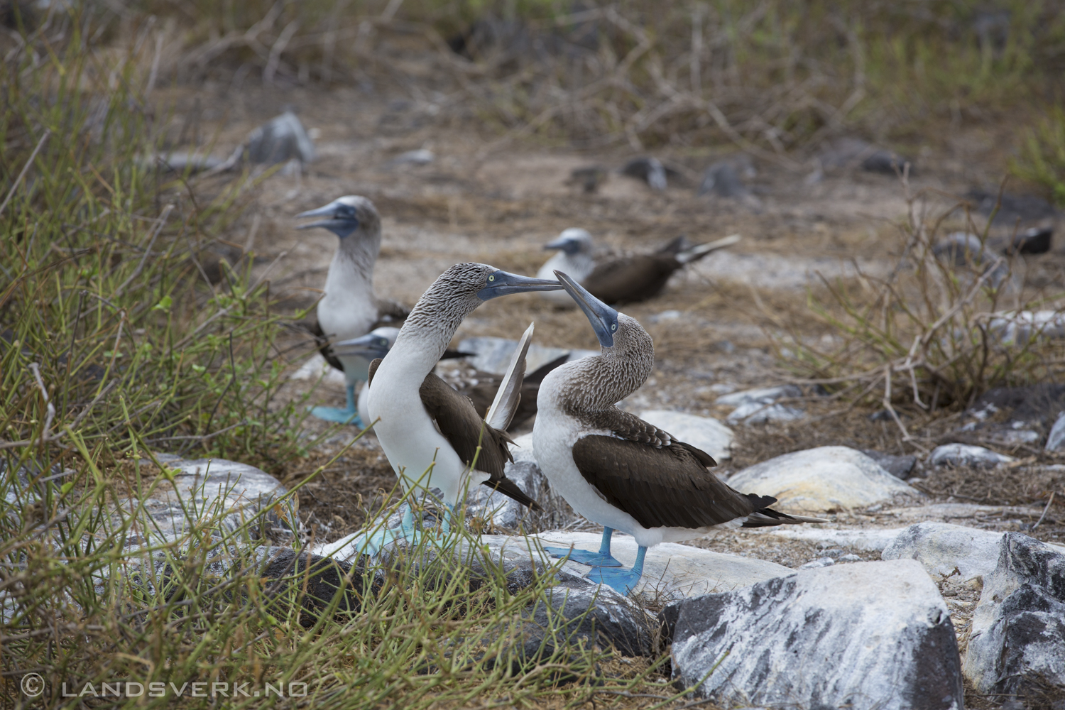 Wild Blue Footed Boobies, Punta Suarez, Isla Espanola, Galapagos. 

(Canon EOS 5D Mark III / Canon EF 70-200mm f/2.8 L IS II USM)