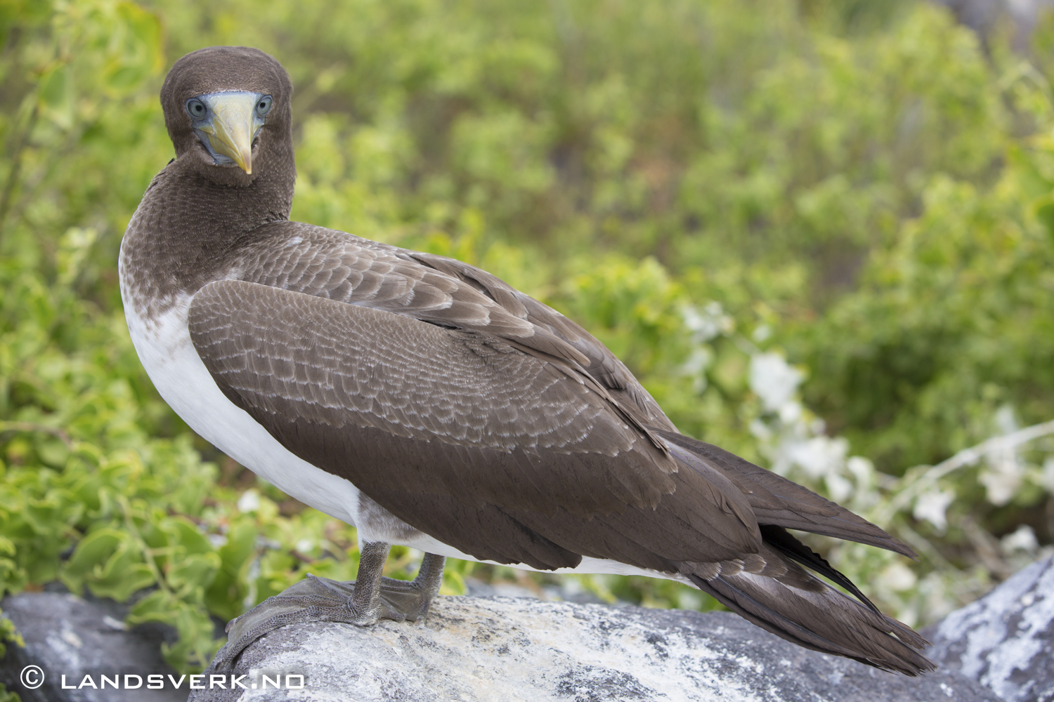 Wild Brown Footed Booby, Punta Suarez, Isla Espanola, Galapagos. 

(Canon EOS 5D Mark III / Canon EF 70-200mm f/2.8 L IS II USM)