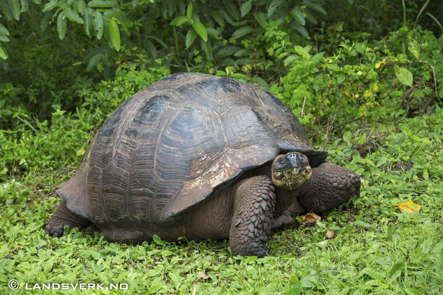 Galapagos Giant Turtle, Highlands, Santa Cruz, Galapagos. 

(Canon EOS 5D Mark III / Canon EF 70-200mm f/2.8 L IS II USM)