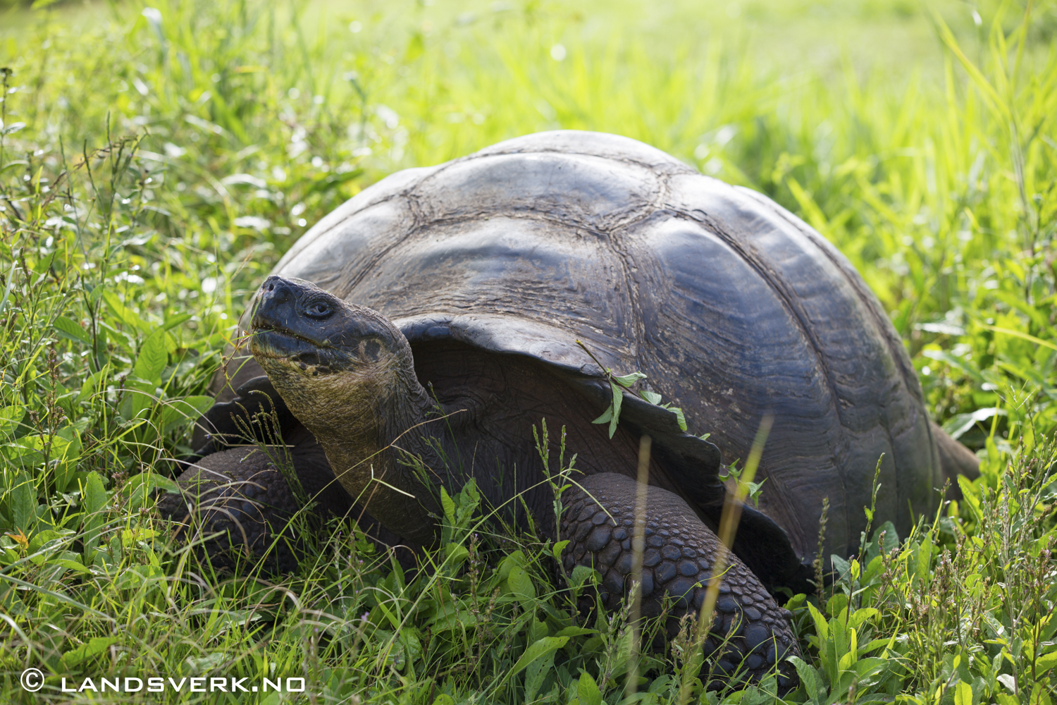 Galapagos Giant Turtle, Highlands, Santa Cruz, Galapagos. 

(Canon EOS 5D Mark III / Canon EF 70-200mm f/2.8 L IS II USM)