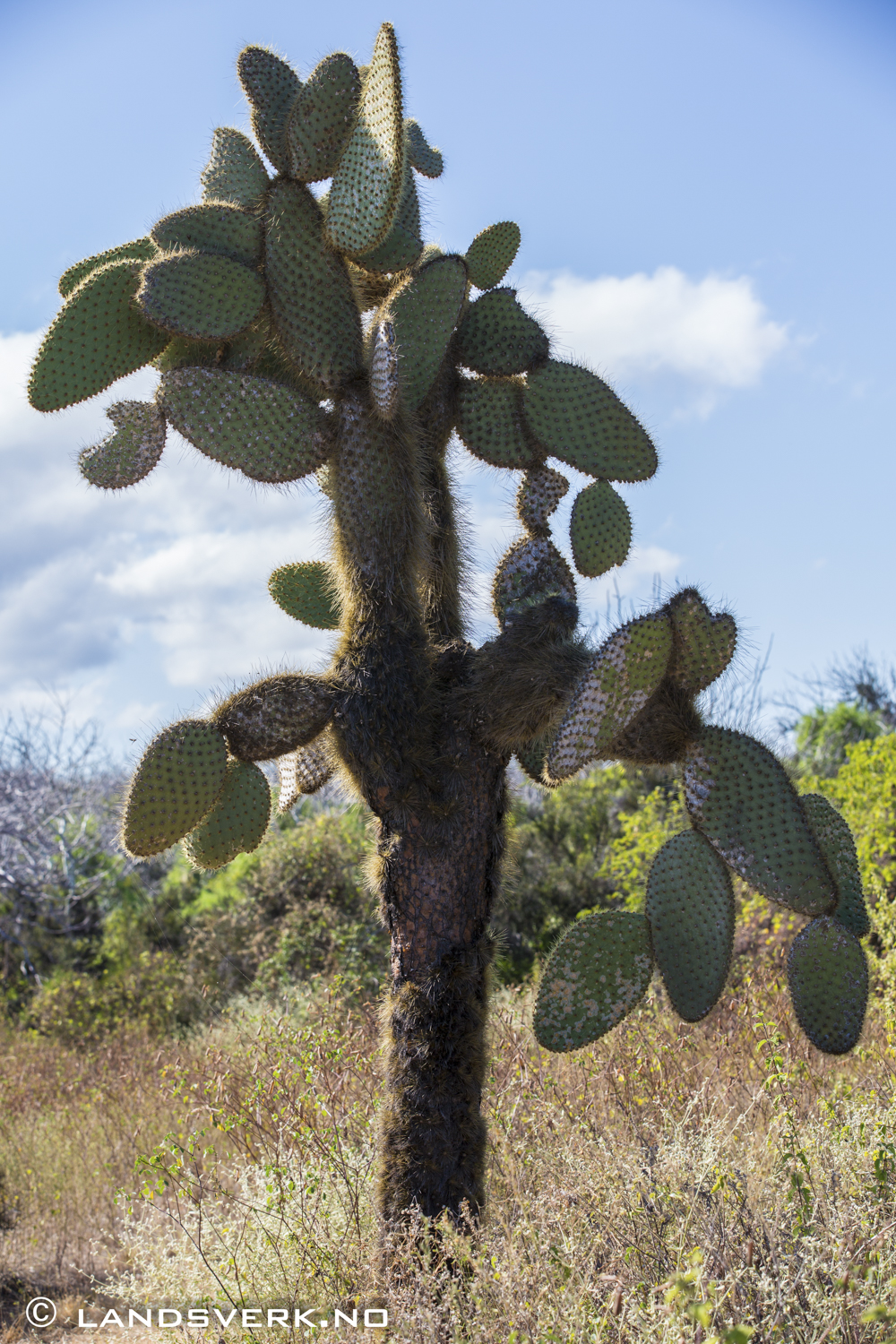 Opuntia Cactus, Cerro Dragon, Galapagos. 

(Canon EOS 5D Mark III / Canon EF 70-200mm f/2.8 L IS II USM)