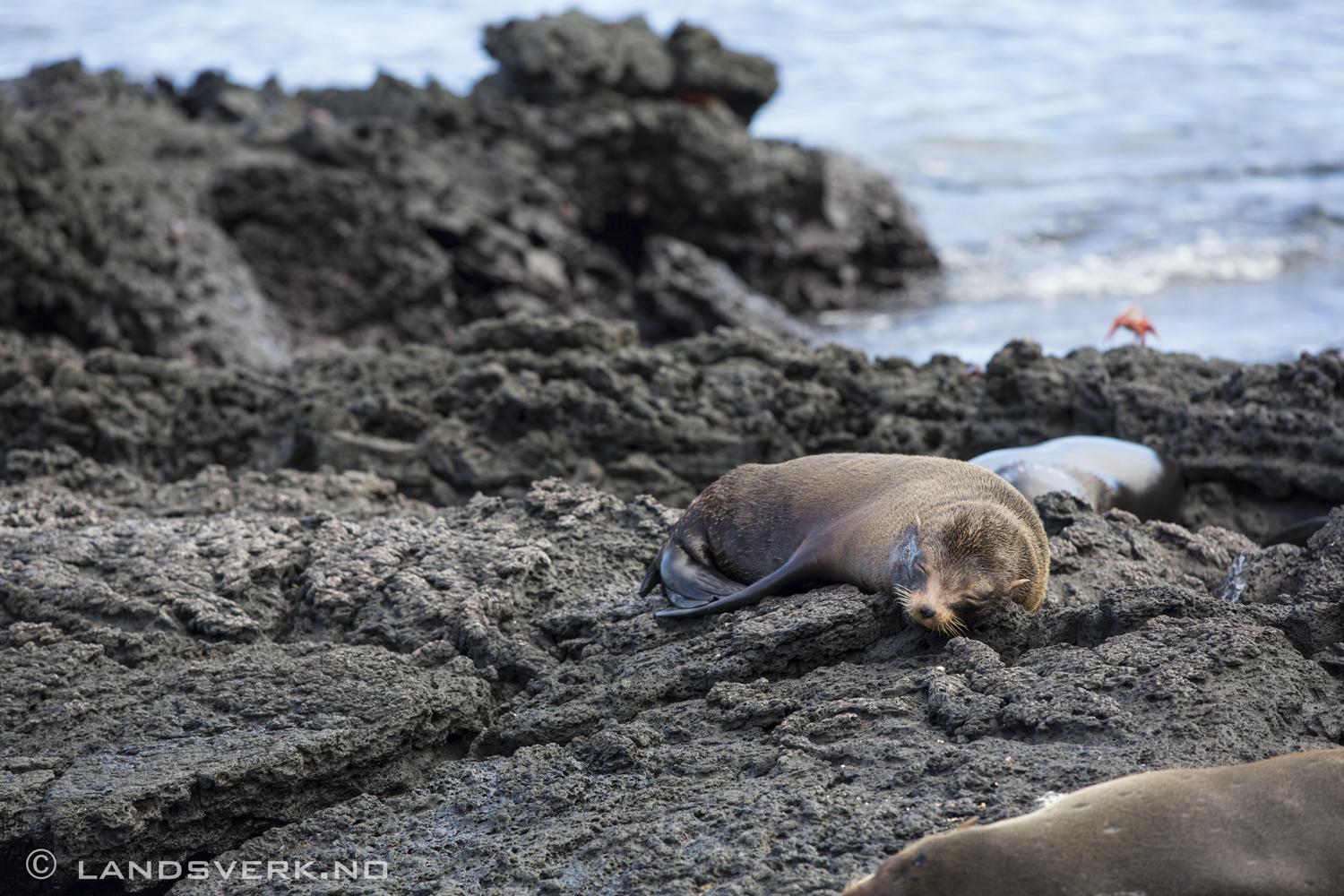 Wild Fur Seals, Puerto Egas, Isla Santiago, Galapagos. 

(Canon EOS 5D Mark III / Canon EF 70-200mm f/2.8 L IS II USM)