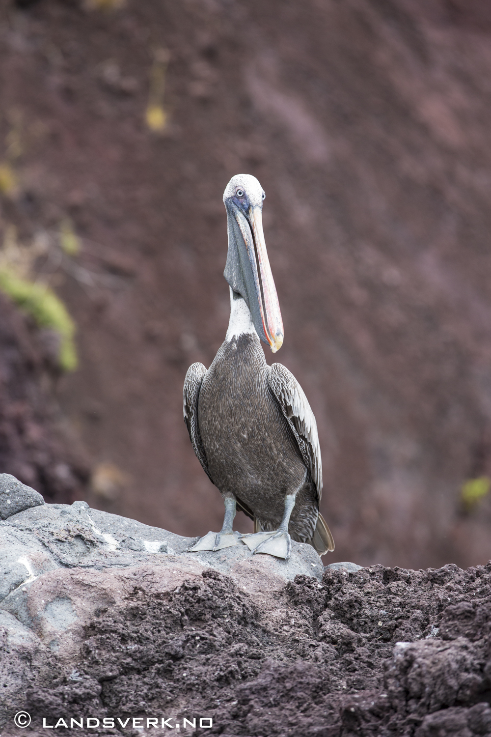 Wild Pelican, Bucaneer Cove, Isla Santiago, Galapagos. 

(Canon EOS 5D Mark III / Canon EF 70-200mm f/2.8 L IS II USM)