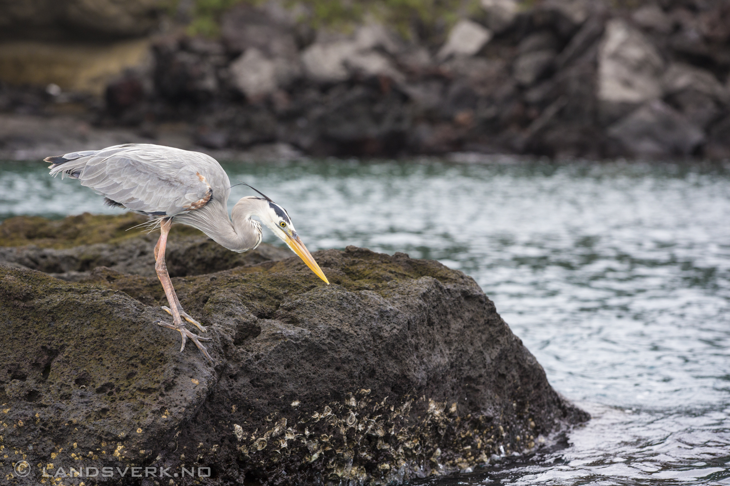 Wild Great Blue Heron, Bartolome Island, Galapagos. 

(Canon EOS 5D Mark III / Canon EF 70-200mm f/2.8 L IS II USM)