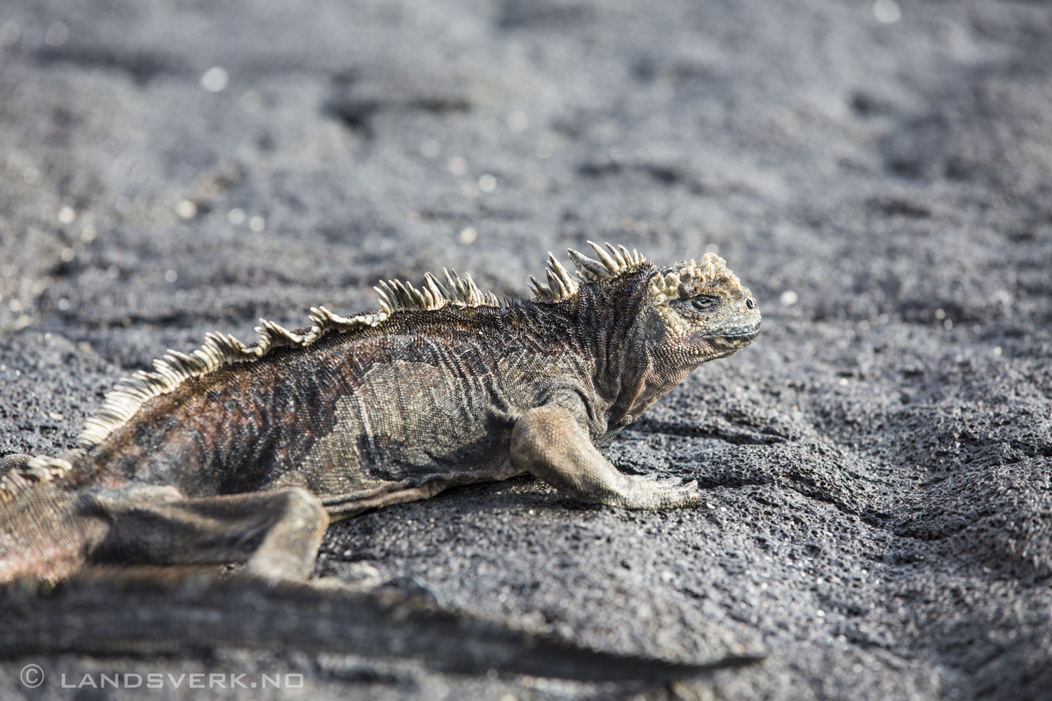 Wild Iguana, Sombrero Chino, Galapagos. 

(Canon EOS 5D Mark III / Canon EF 70-200mm f/2.8 L IS II USM)