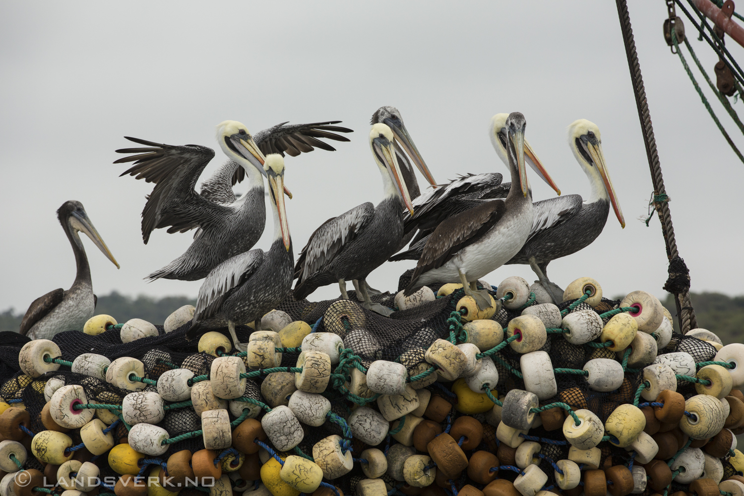 Puerto Lopez, Ecuador. 

(Canon EOS 5D Mark III / Canon EF 70-200mm f/2.8 L IS II USM)