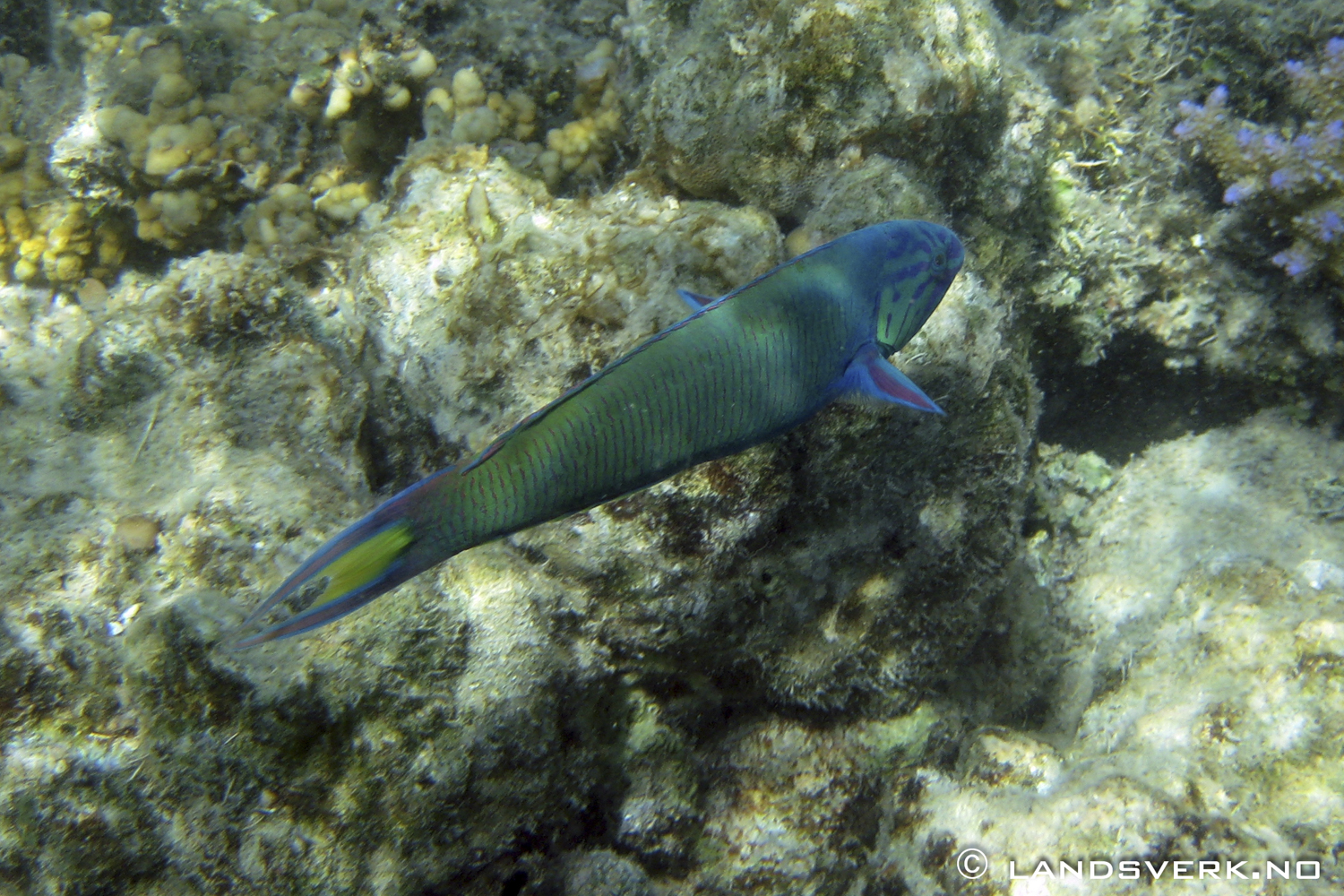 Snorkling Adi Beti Reef. 

(Canon IXUS 970IS / DiCaPac WP-310)