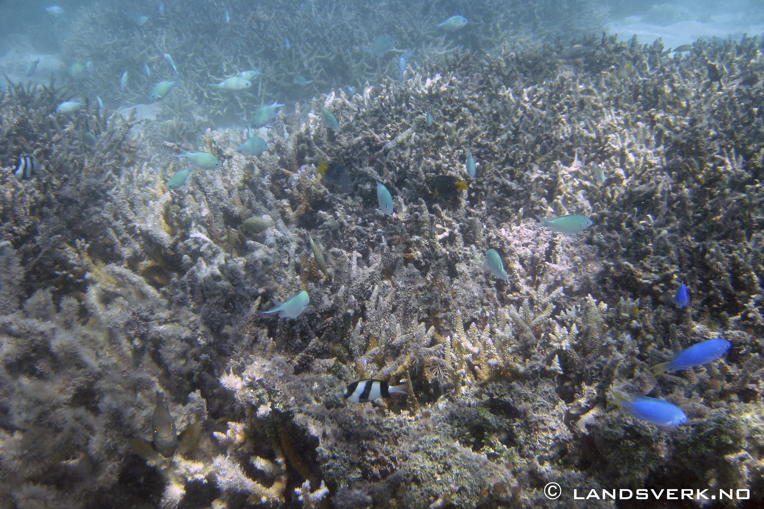 Snorkling Adi Beti Reef. 

(Canon IXUS 970IS / DiCaPac WP-310)