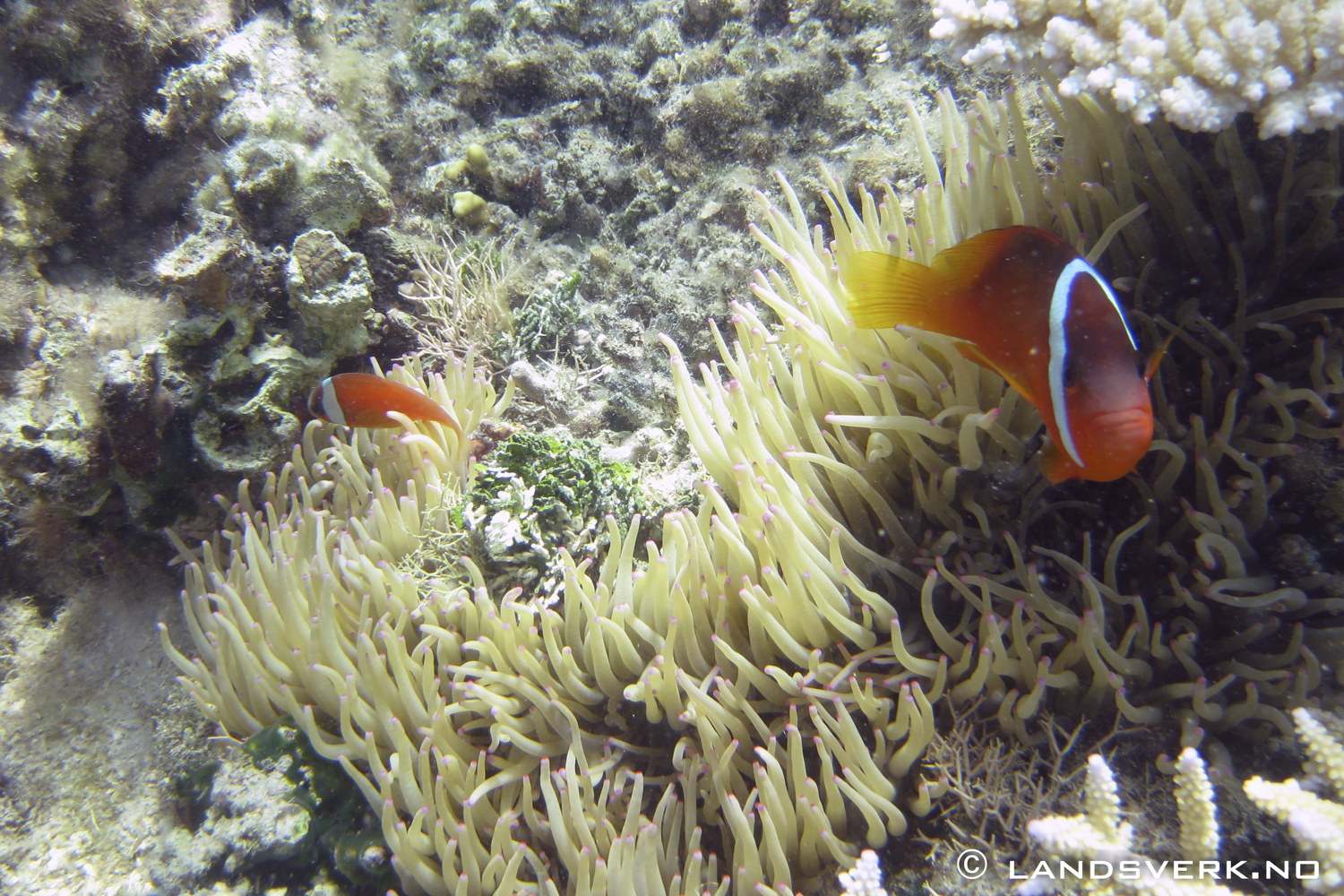 Snorkling Adi Beti Reef. 

(Canon IXUS 970IS / DiCaPac WP-310)