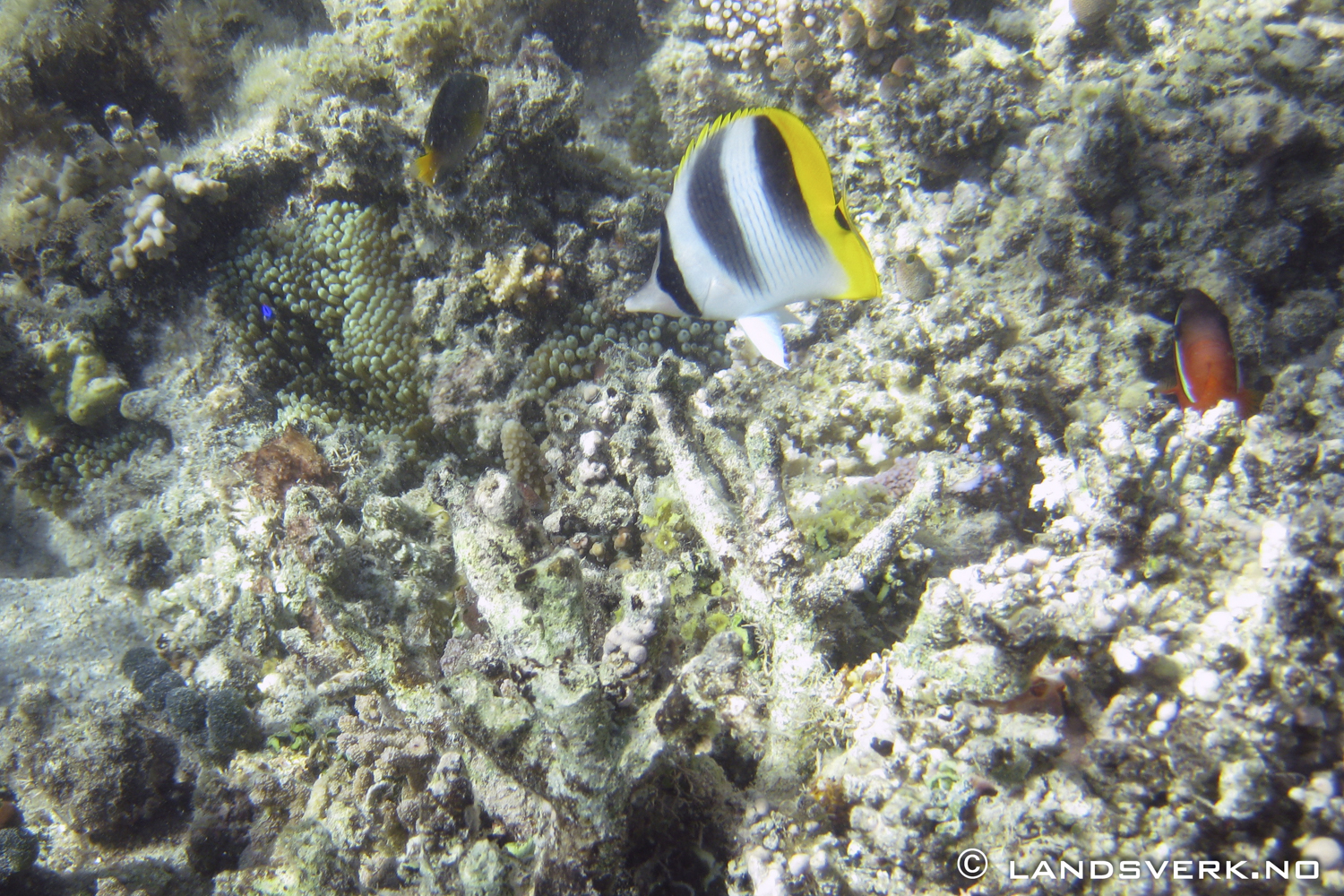 Snorkling Adi Beti Reef. 

(Canon IXUS 970IS / DiCaPac WP-310)