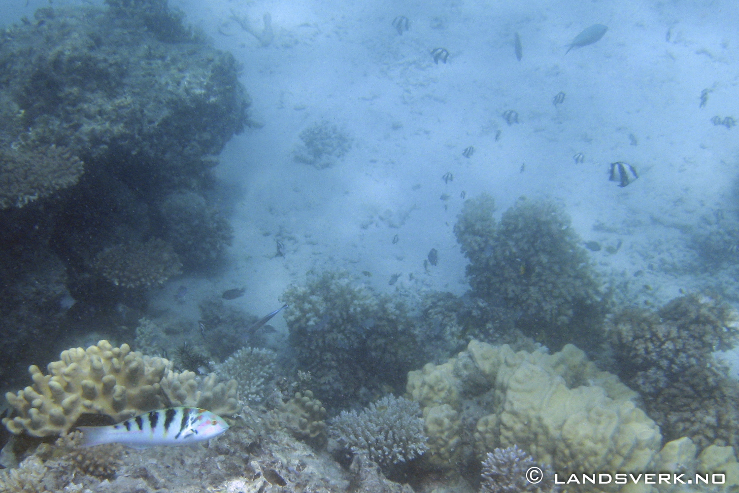 Snorkling Sawa-I-Lau Reef. 

(Canon IXUS 970IS / DiCaPac WP-310)