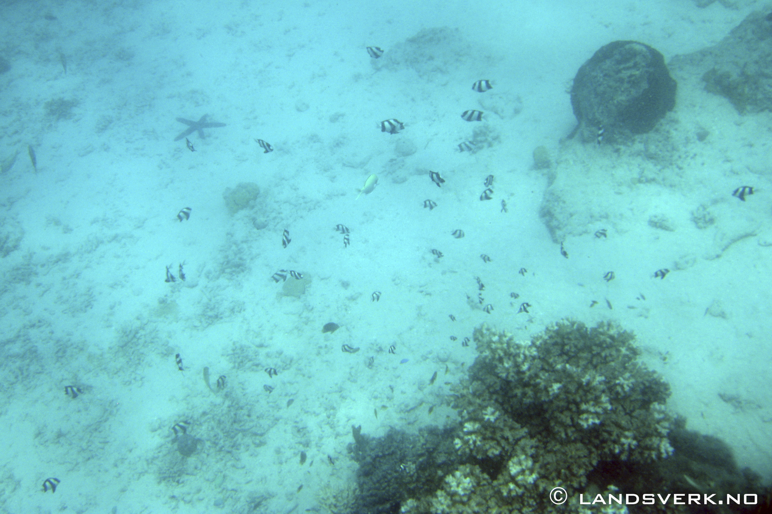 Snorkling Sawa-I-Lau Reef. 

(Canon IXUS 970IS / DiCaPac WP-310)