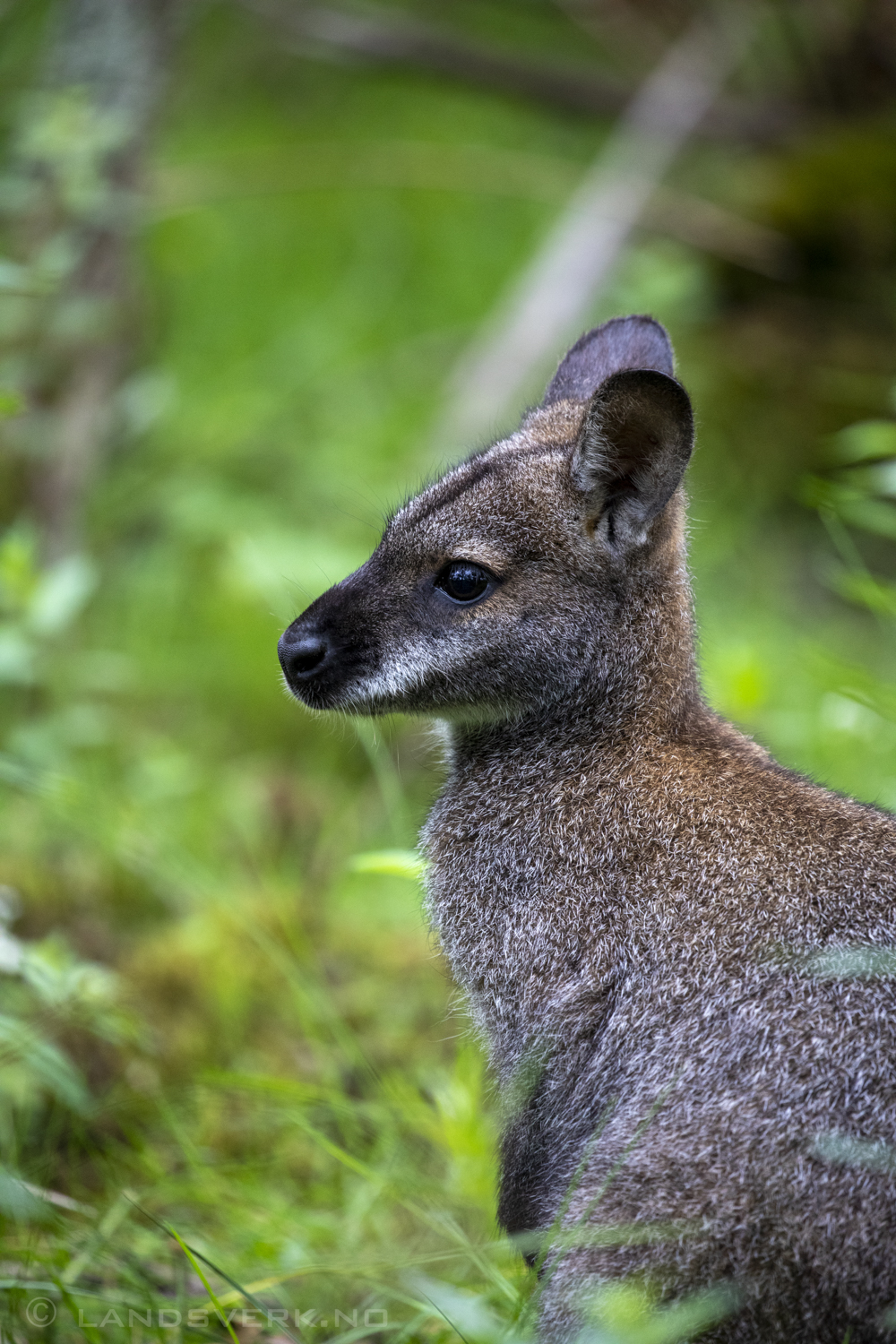 Wild Wallaby, Close Sartfield Nature Reserve, Isle Of Man. 

(Canon EOS 5D Mark IV / Canon EF 100-400mm f/4.5-5.6 L IS II USM)