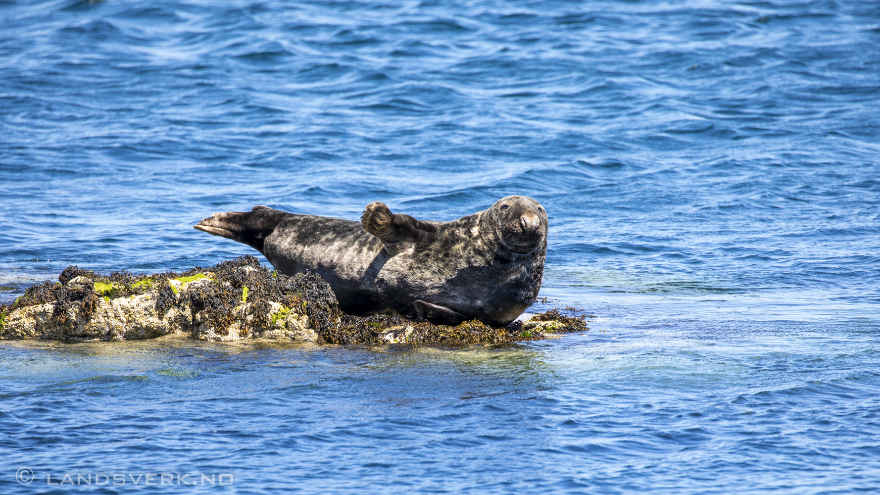 Gray seal on the coast of Maughold, Isle Of Man. 

(Canon EOS 5D Mark IV / Canon EF 100-400mm f/4.5-5.6 L IS II USM)