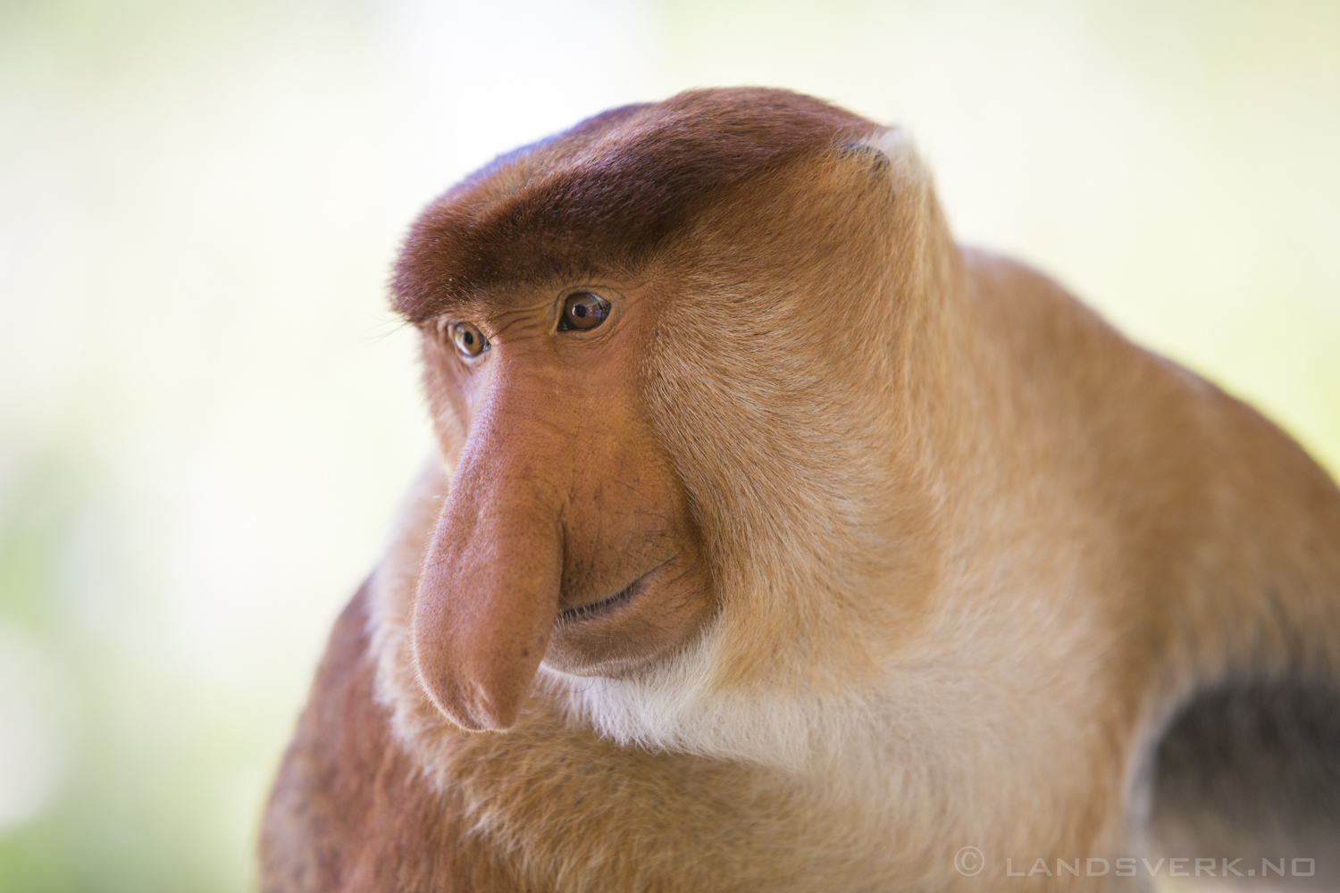 Wild Proboscis monkey. Kota Kinabatangan, Borneo.

(Canon EOS 5D Mark III / Canon EF 70-200mm f/2.8 L IS II USM)