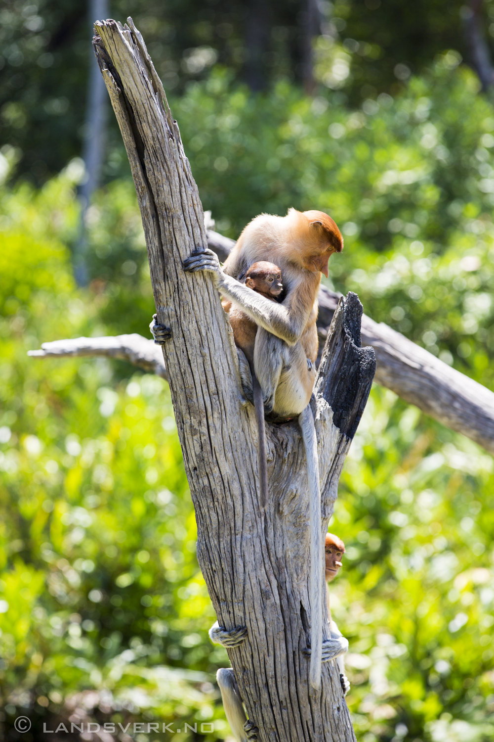 Wild Proboscis monkeys. Kota Kinabatangan, Borneo.

(Canon EOS 5D Mark III / Canon EF 70-200mm f/2.8 L IS II USM)