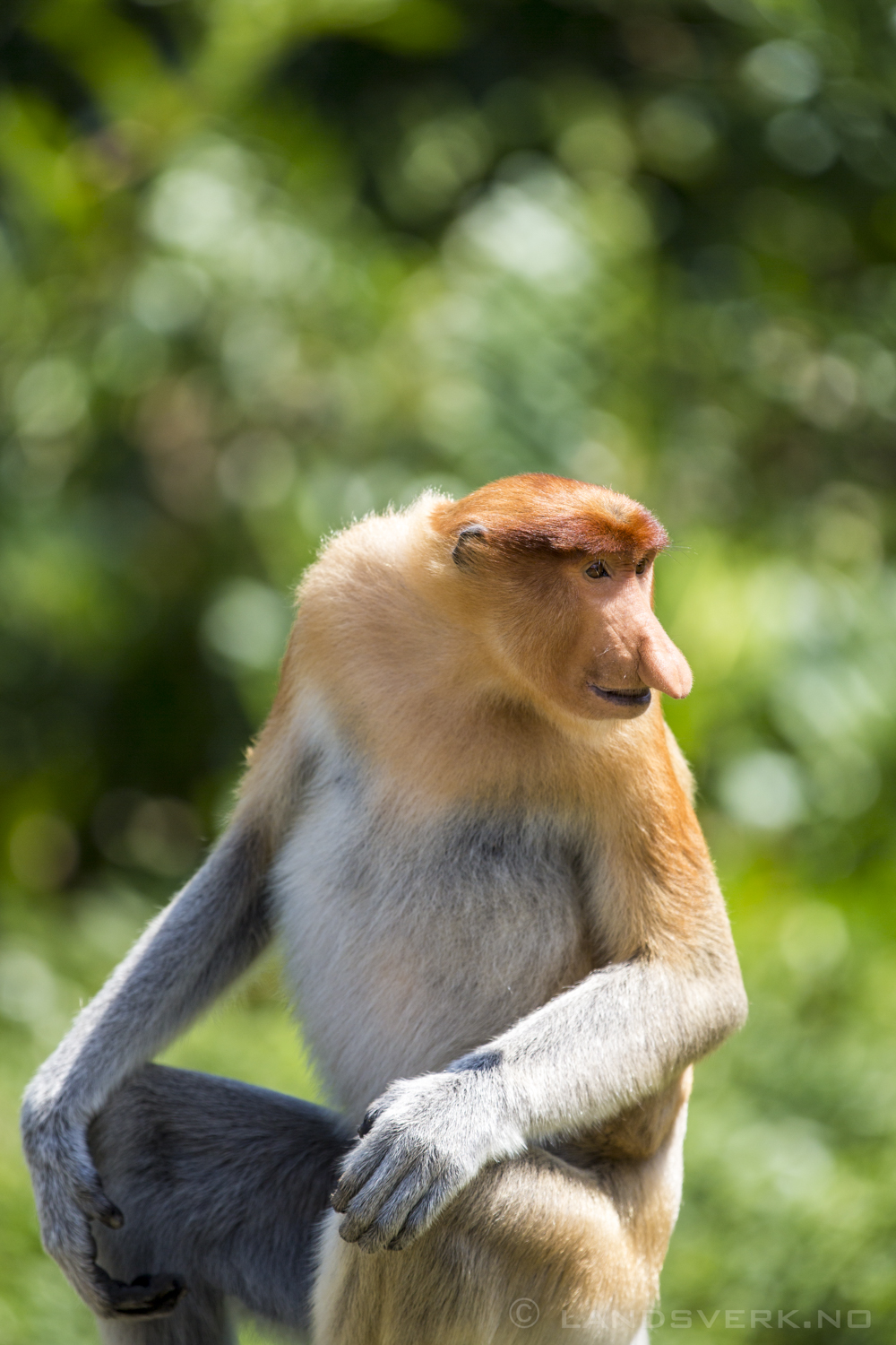 Wild Proboscis monkey. Kota Kinabatangan, Borneo.

(Canon EOS 5D Mark III / Canon EF 70-200mm f/2.8 L IS II USM / Canon 2x EF Extender III)