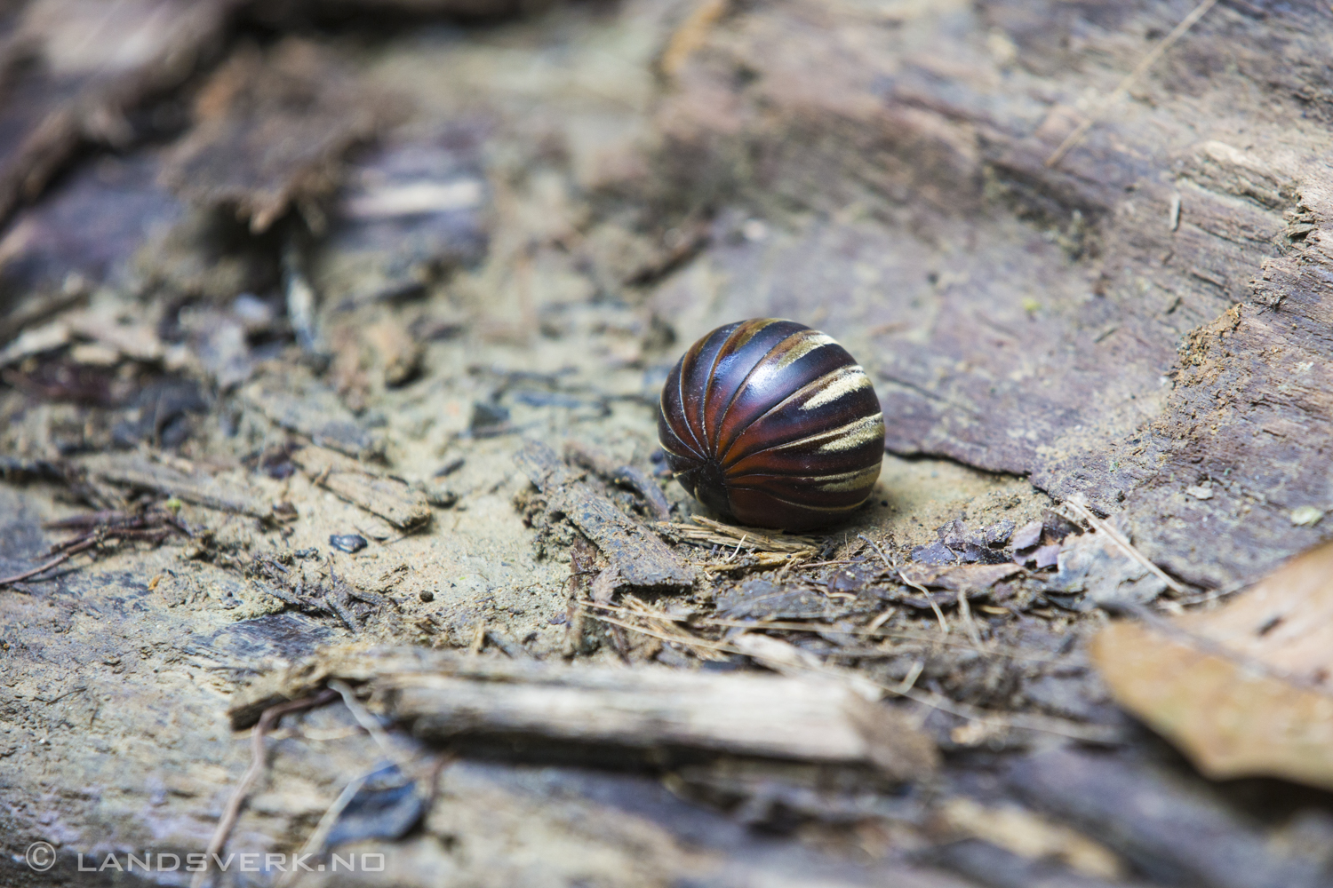 A pill millipede scared to death by my appearance. Danum Valley, Borneo.

(Canon EOS 5D Mark III / Canon EF 70-200mm f/2.8 L IS II USM)