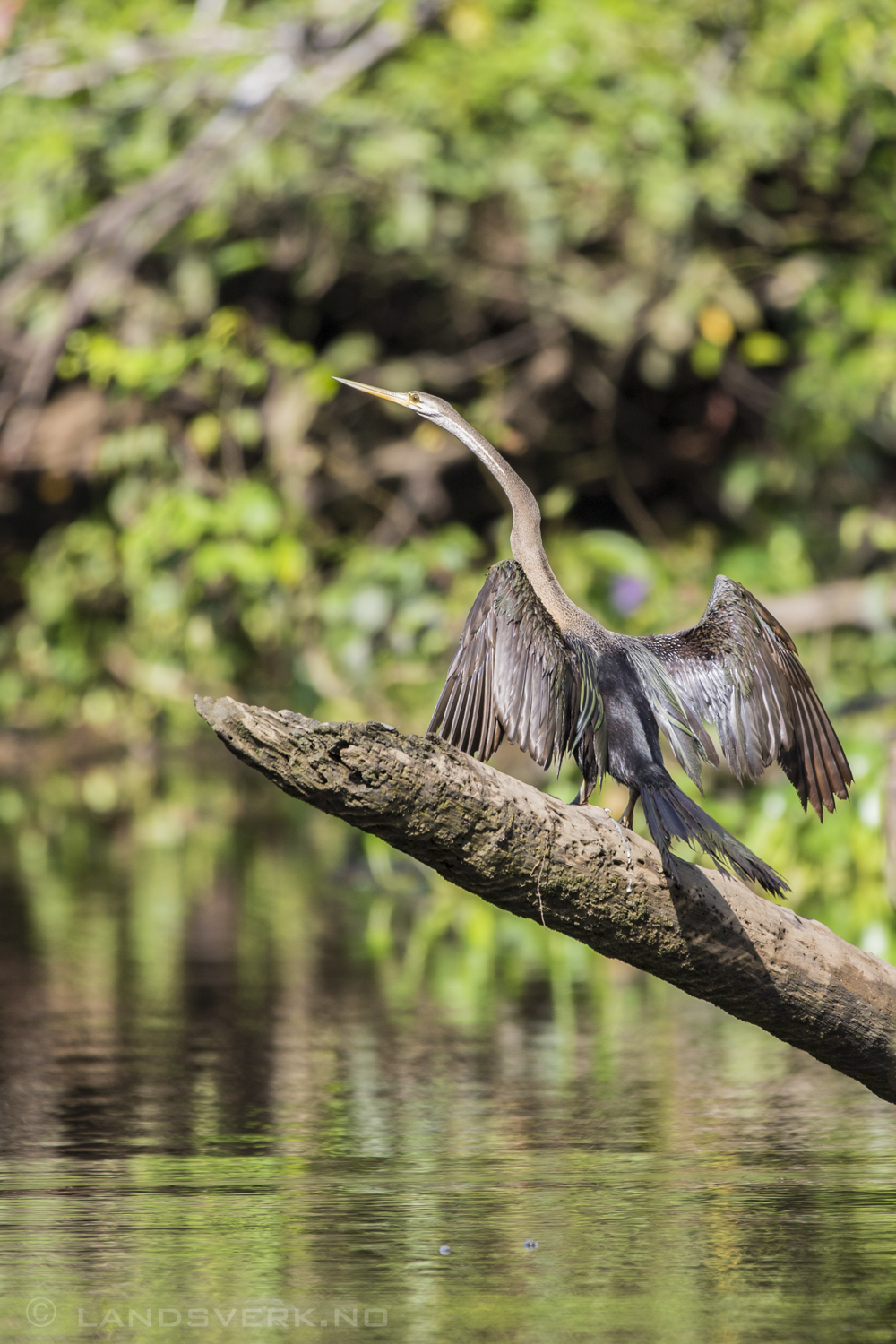 An Oriental Darter drying its wings. Sukau, Borneo.

(Canon EOS 5D Mark III / Canon EF 70-200mm f/2.8 L IS II USM / Canon 2x EF Extender III)