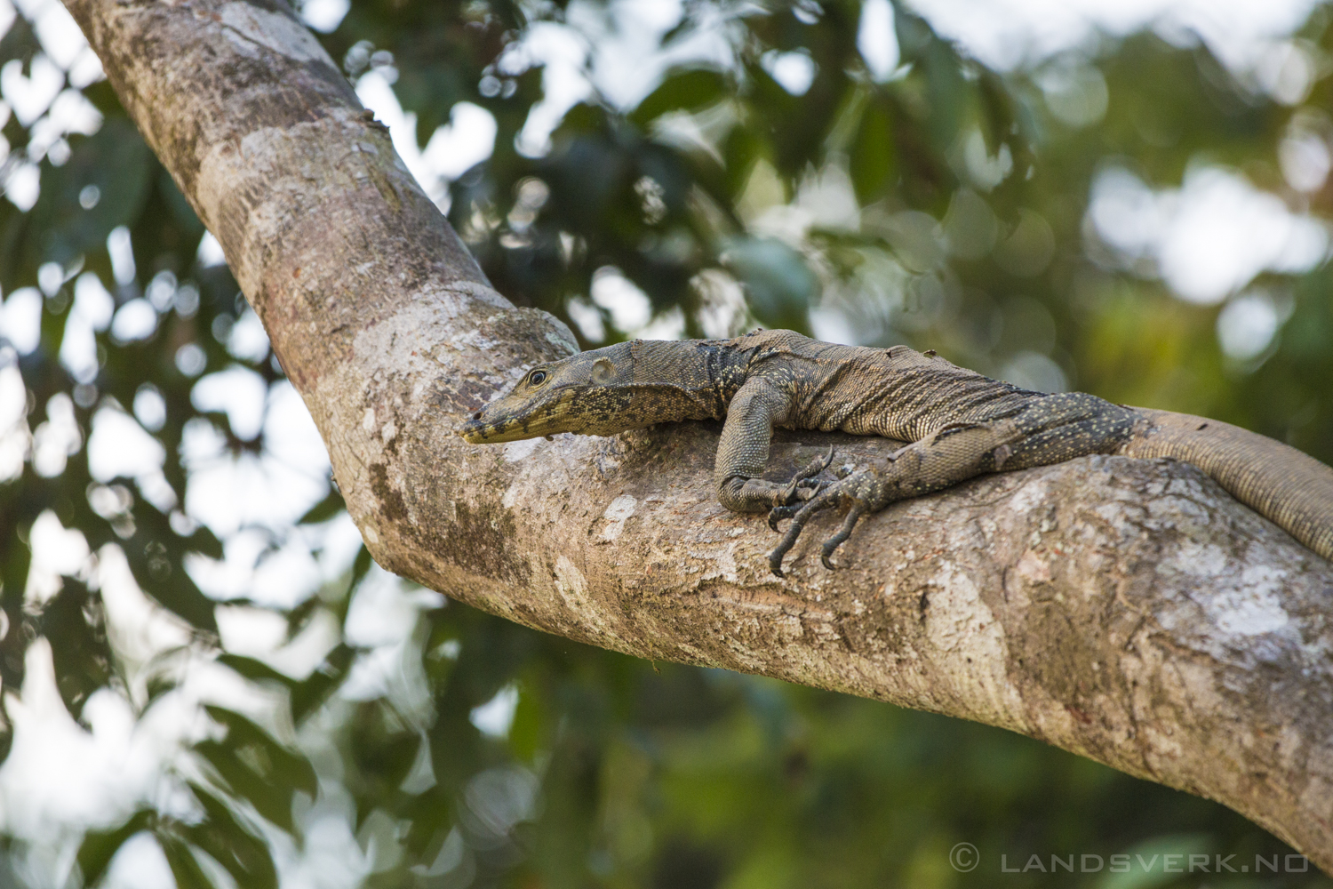 Wild Asian water monitor. Sukau, Borneo.

(Canon EOS 5D Mark III / Canon EF 70-200mm f/2.8 L IS II USM / Canon 2x EF Extender III)