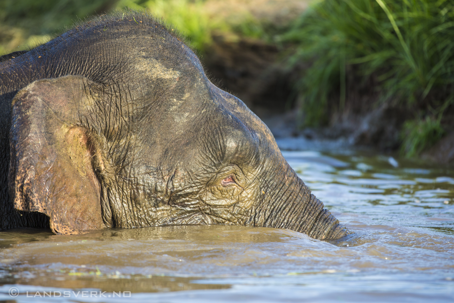 Wild Borneo pygmy elephant. Sukau, Borneo.

(Canon EOS 5D Mark III / Canon EF 70-200mm f/2.8 L IS II USM / Canon 2x EF Extender III)