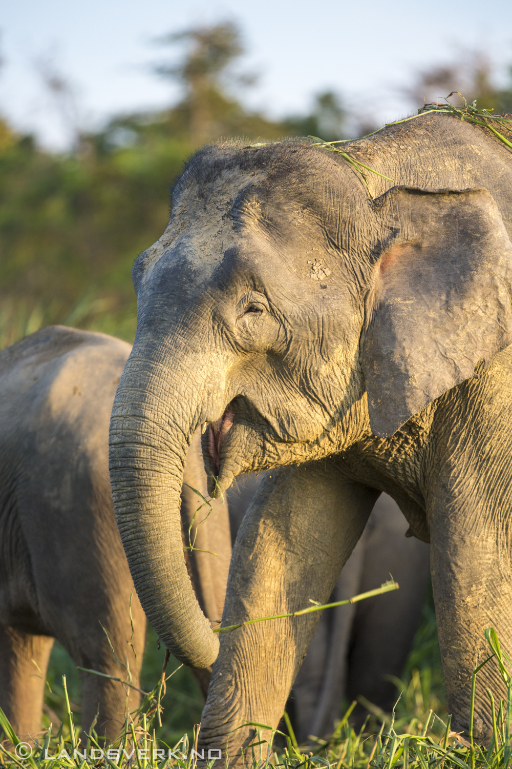 Wild Borneo pygmy elephant. Sukau, Borneo.

(Canon EOS 5D Mark III / Canon EF 70-200mm f/2.8 L IS II USM / Canon 2x EF Extender III)