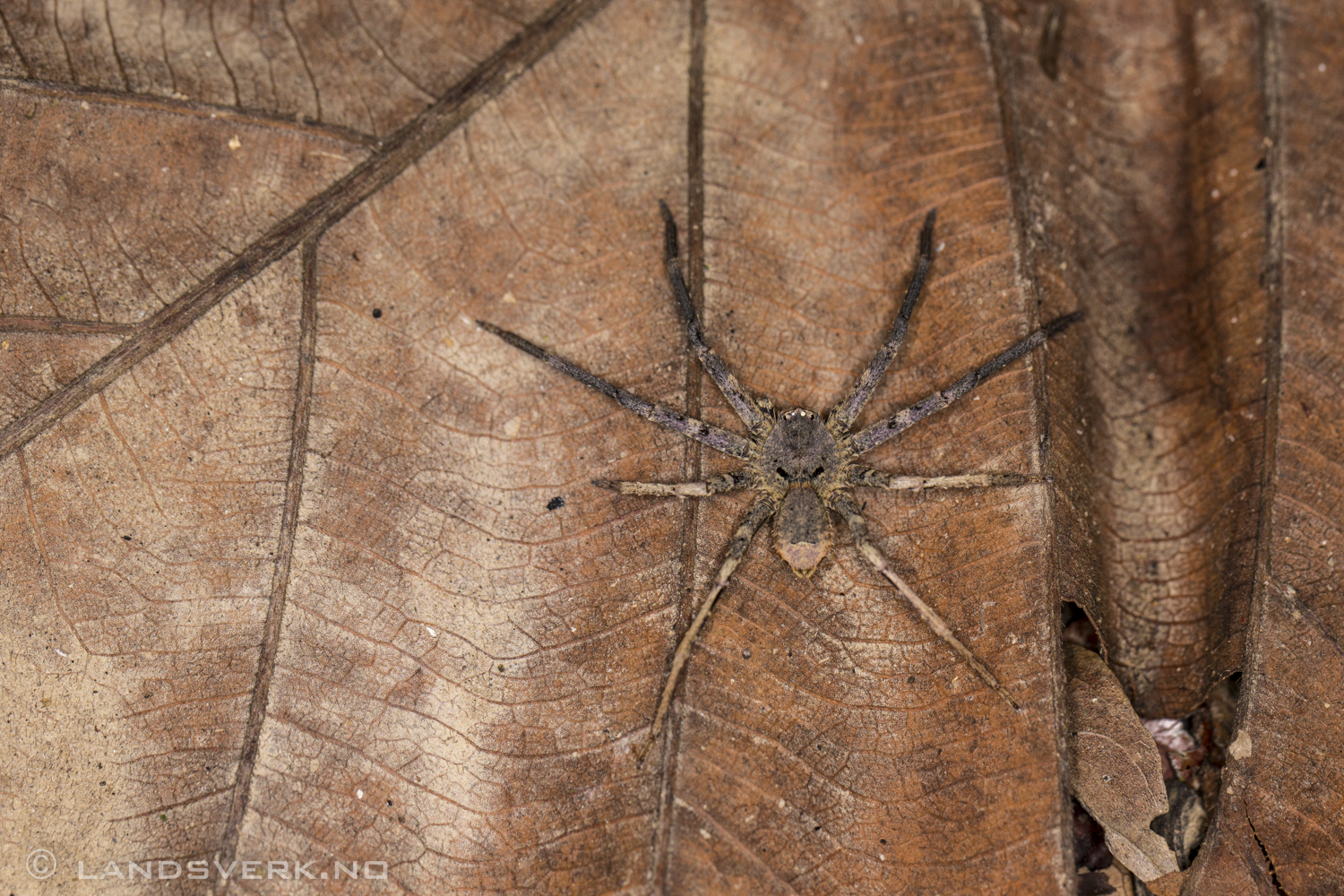 Jungle huntsman spider. A very young one. During a night trek in the Sukau jungle, Borneo. A night trek. In the Bornean jungle. Please let me forget. First time I've ever used the LCD viewfinder.

(Canon EOS 5D Mark III / Canon EF 100mm f/2.8 L Macro IS USM)