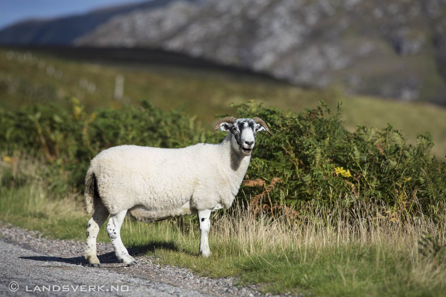 The Highlands, Scotland. 

(Canon EOS 5D Mark III / Canon EF 70-200mm f/2.8 
L IS II USM / Canon 2x EF Extender III)