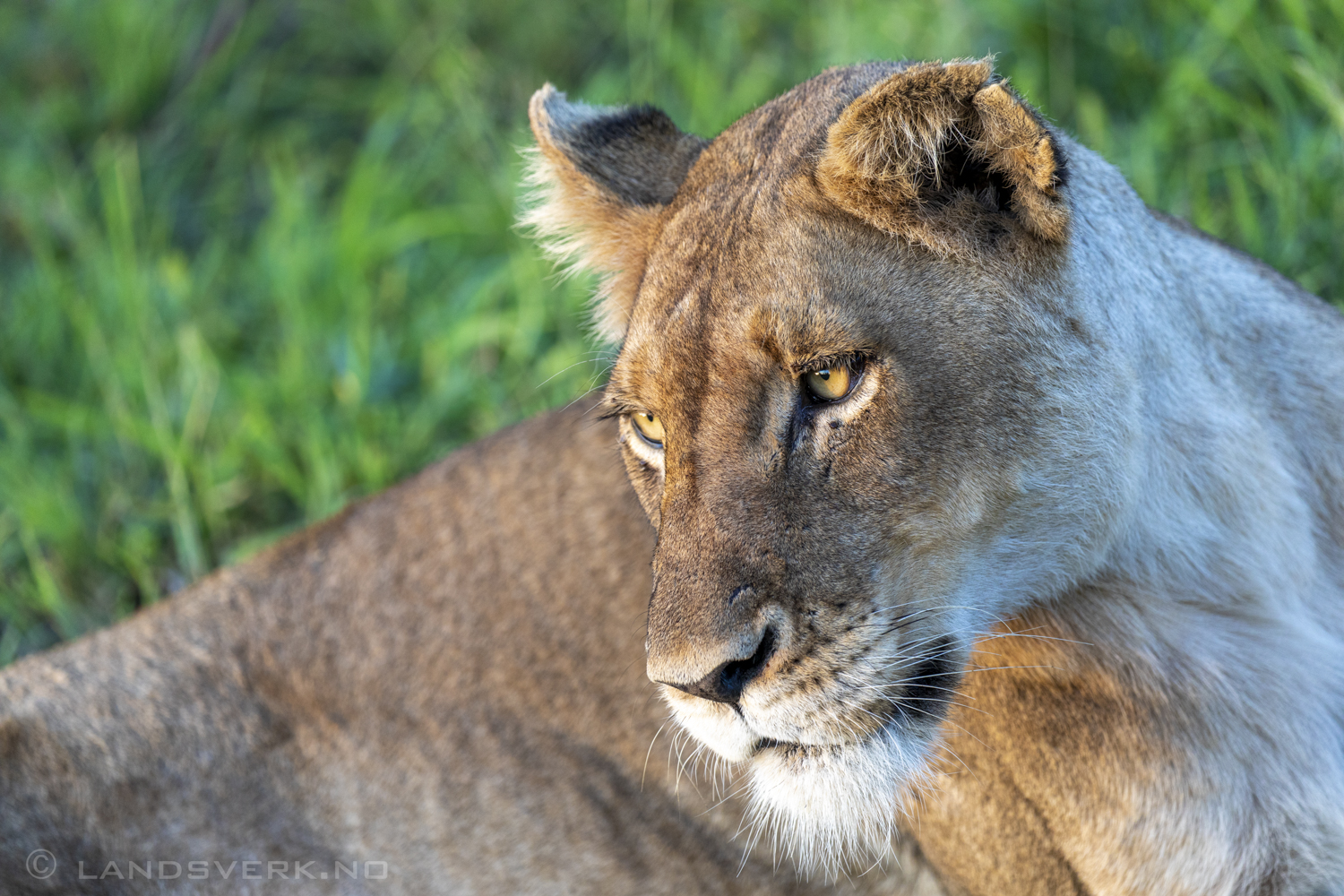 Lioness, Olifants West Game Reserve / Kruger National Park, South Africa. (Canon EOS 5D Mark IV / Canon EF 100-400mm f/4.5-5.6 L IS II USM)