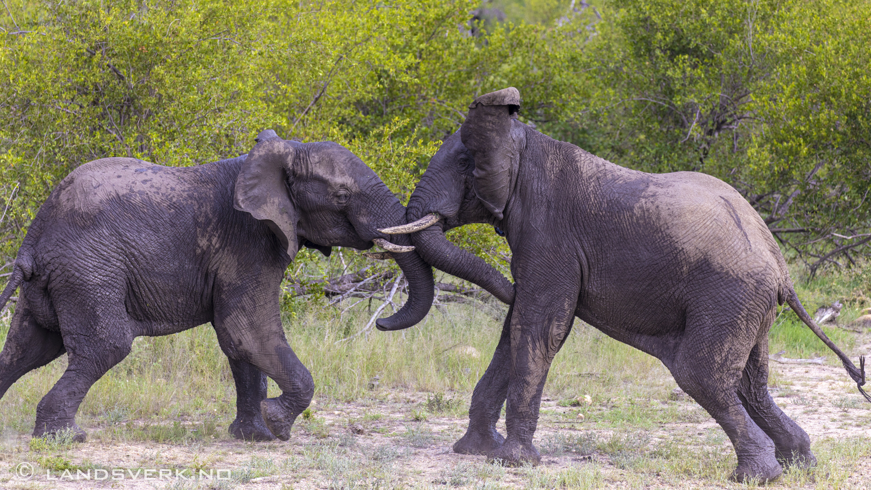 African elephants, Olifants West Game Reserve / Kruger National Park, South Africa. (Canon EOS 5D Mark IV / Canon EF 100-400mm f/4.5-5.6 L IS II USM)