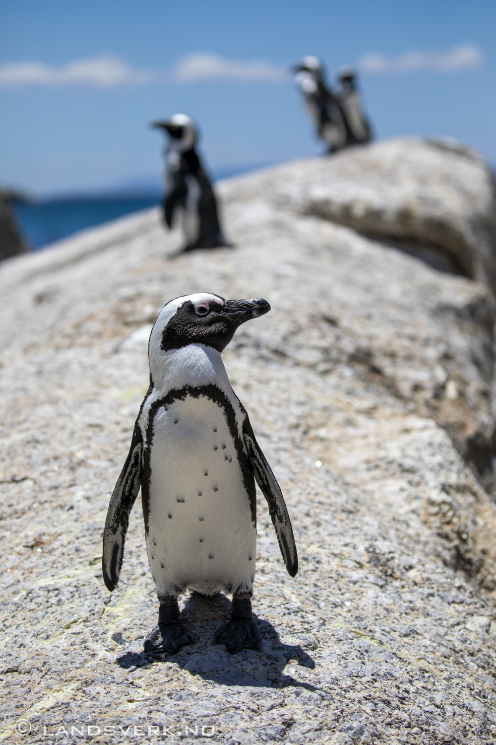 African penguin, Simon's Town, South Africa. (Canon EOS 5D Mark IV / Canon EF 100-400mm f/4.5-5.6 L IS II USM)