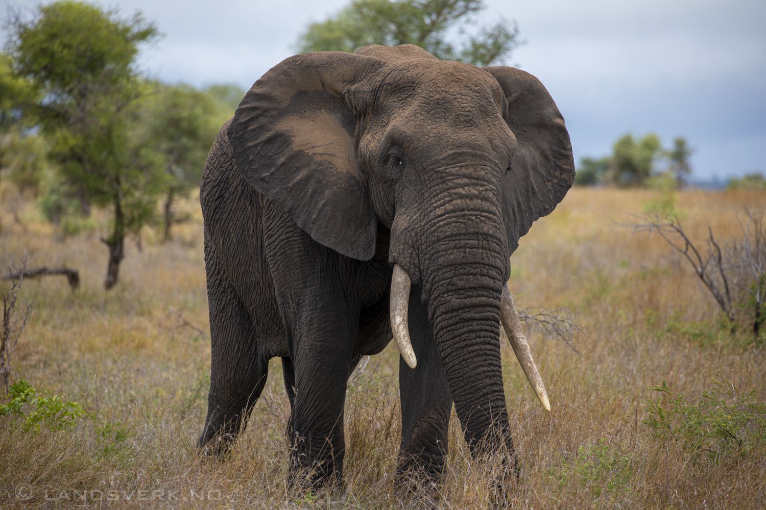 African elephant, Kruger National Park, South Africa. (Canon EOS 5D Mark IV / Canon EF 100-400mm f/4.5-5.6 L IS II USM)