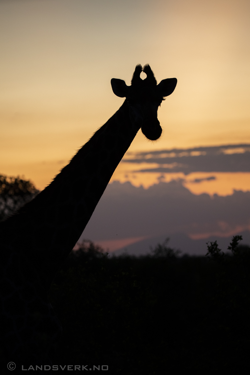 Giraffe, Olifants West Game Reserve / Kruger National Park, South Africa. (Canon EOS 5D Mark IV / Canon EF 100-400mm f/4.5-5.6 L IS II USM)