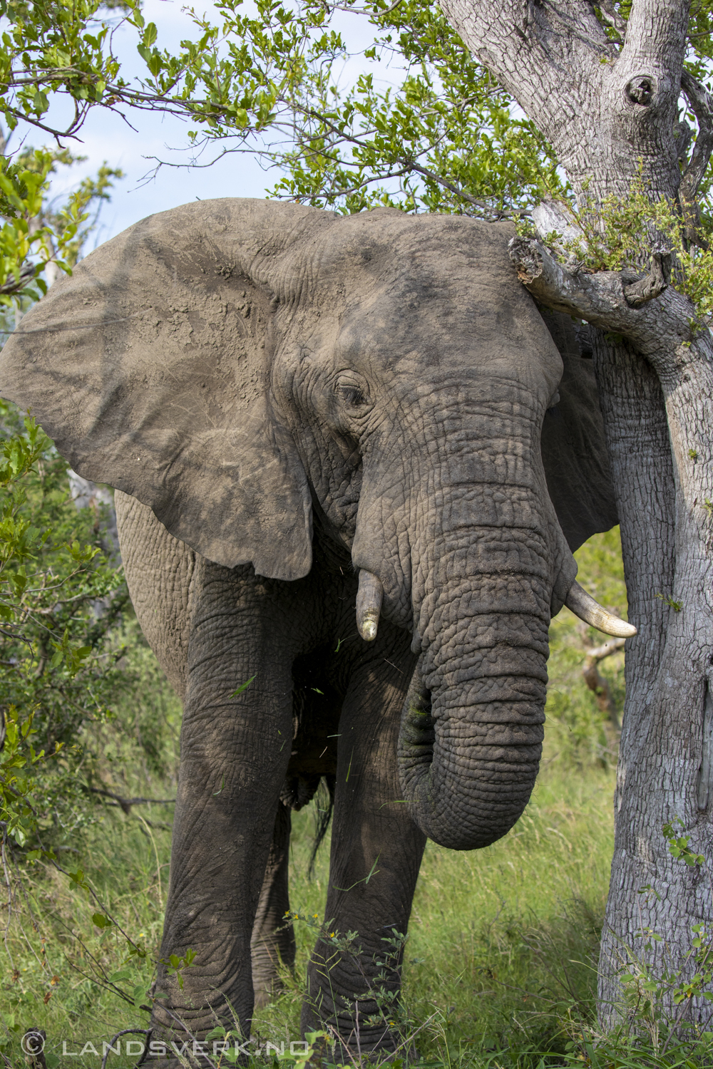 African elephant, Olifants West Game Reserve / Kruger National Park, South Africa. (Canon EOS 5D Mark IV / Canon EF 100-400mm f/4.5-5.6 L IS II USM)