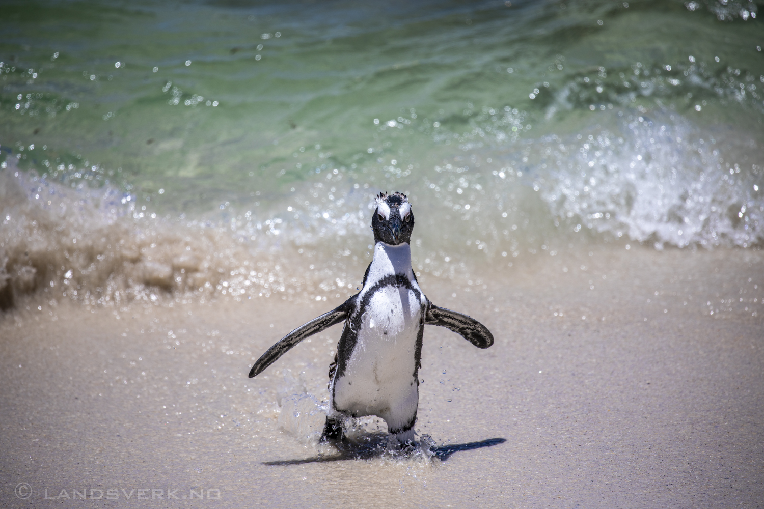 African penguin, Simon's Town, South Africa. (Canon EOS 5D Mark IV / Canon EF 100-400mm f/4.5-5.6 L IS II USM)