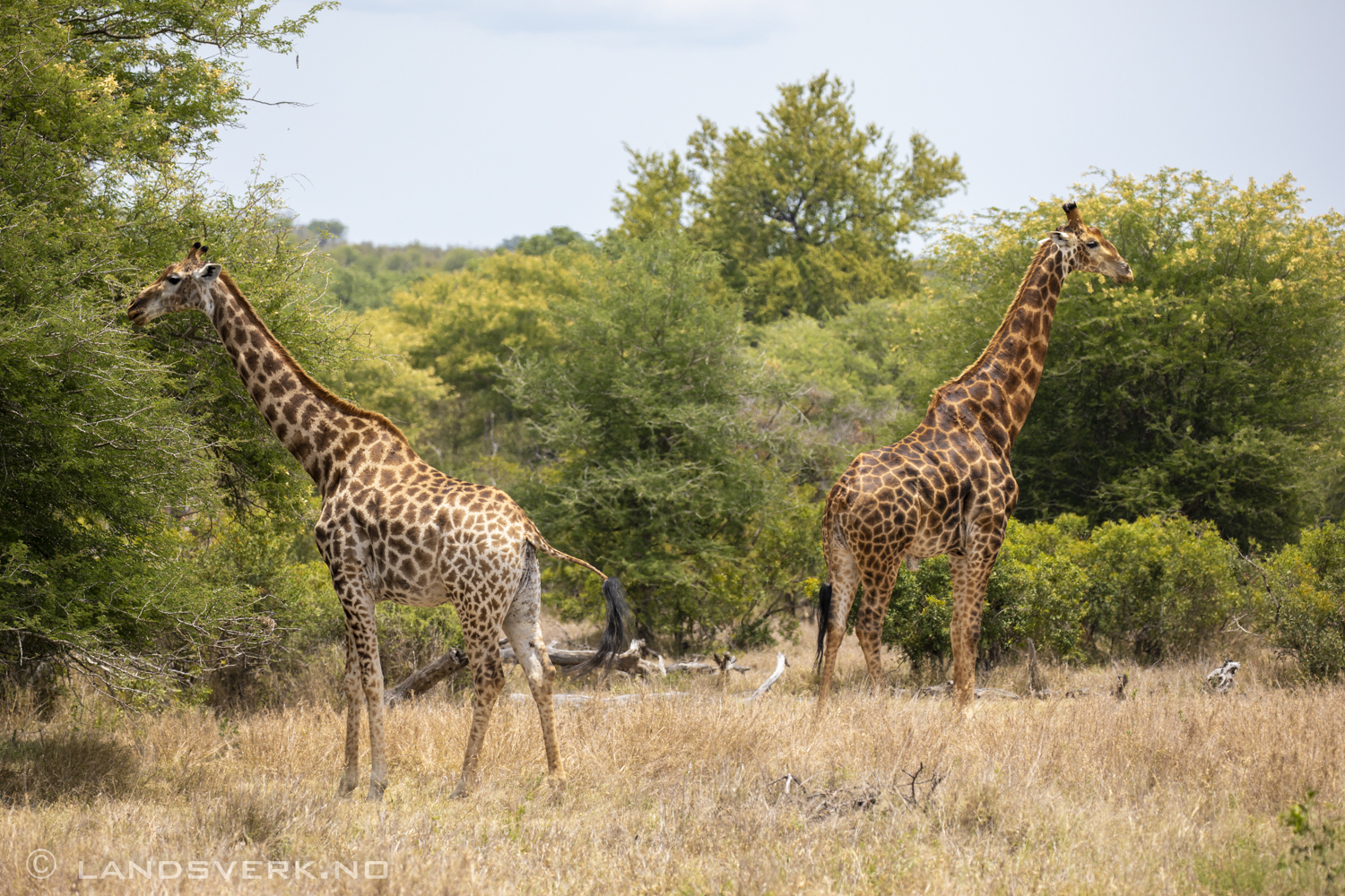 Giraffes, Kruger National Park, South Africa. (Canon EOS 5D Mark IV / Canon EF 100-400mm f/4.5-5.6 L IS II USM)