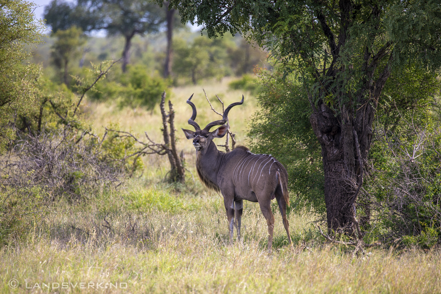 Kudu, Kruger National Park, South Africa. (Canon EOS 5D Mark IV / Canon EF 100-400mm f/4.5-5.6 L IS II USM)