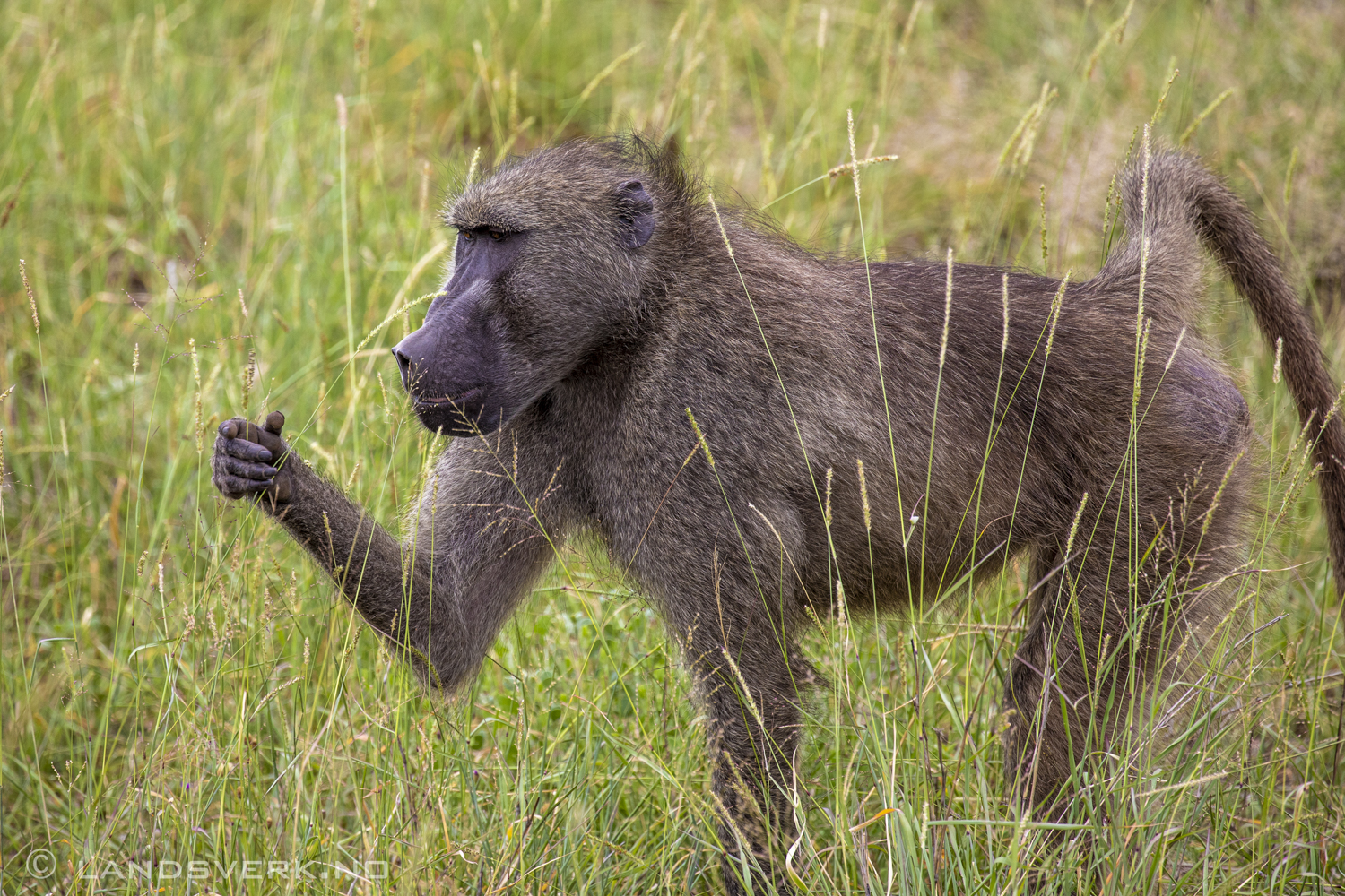 Baboon, Kruger National Park, South Africa. (Canon EOS 5D Mark IV / Canon EF 100-400mm f/4.5-5.6 L IS II USM)