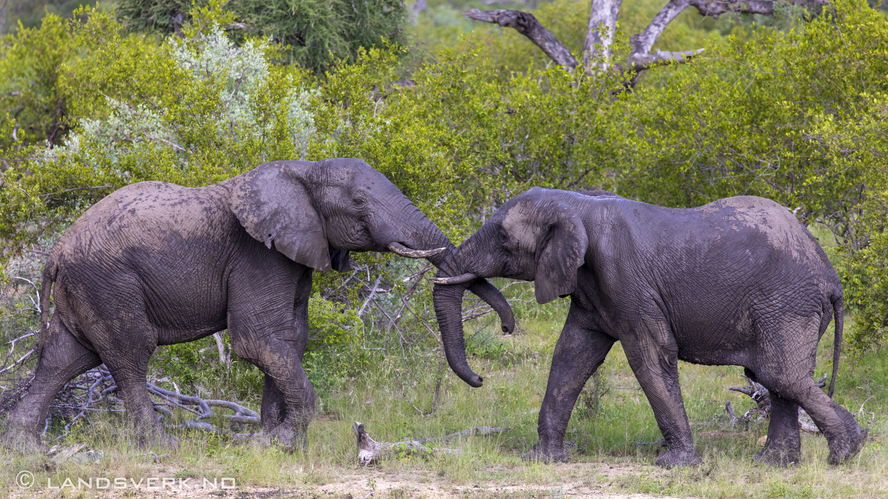 African elephants, Olifants West Game Reserve / Kruger National Park, South Africa. (Canon EOS 5D Mark IV / Canon EF 100-400mm f/4.5-5.6 L IS II USM)